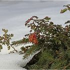 Mittwochsblümchen das der Schnee geschützt hat