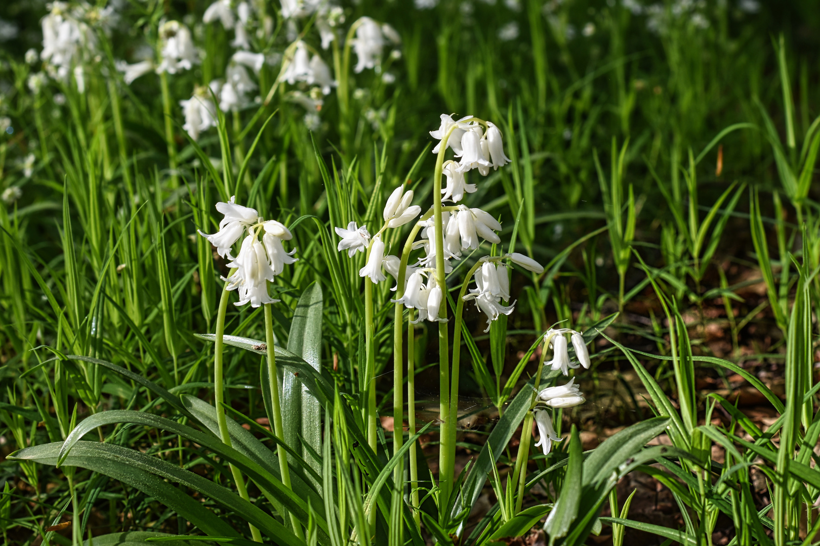 Mittwochsblümchen & das Läuten der Glöckchen