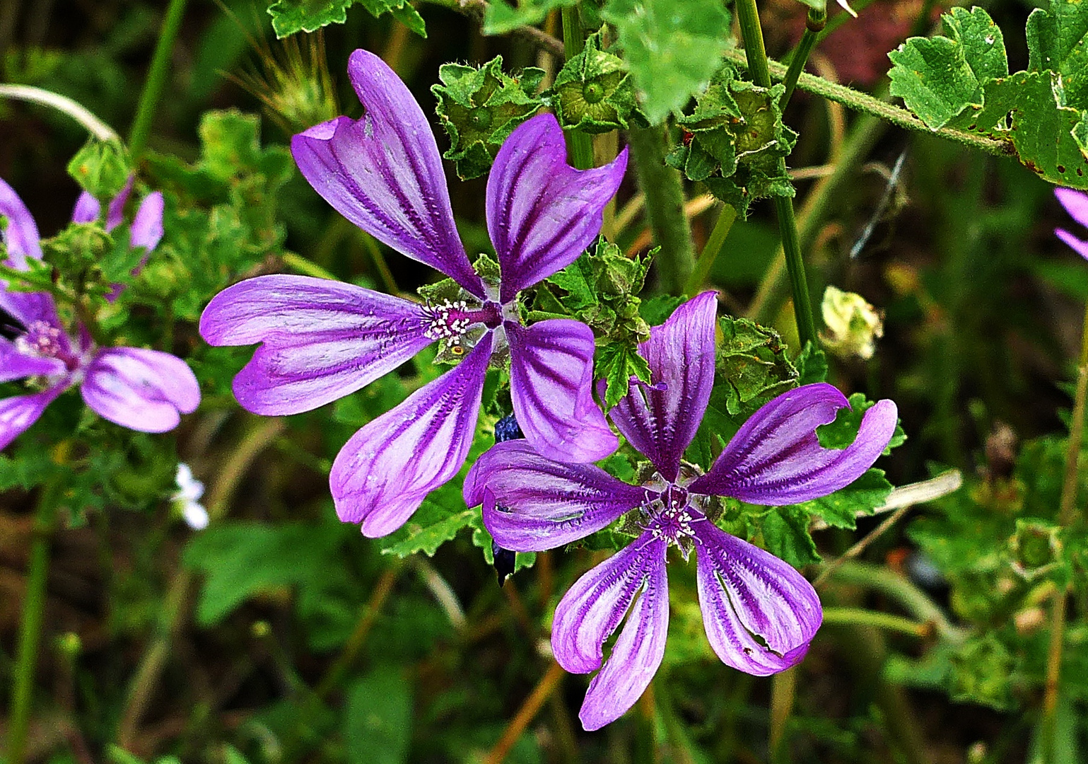 Mittwochsblümchen