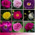 Mittwochsblümchen - Der Juni ist DER Rosenmonat . . .