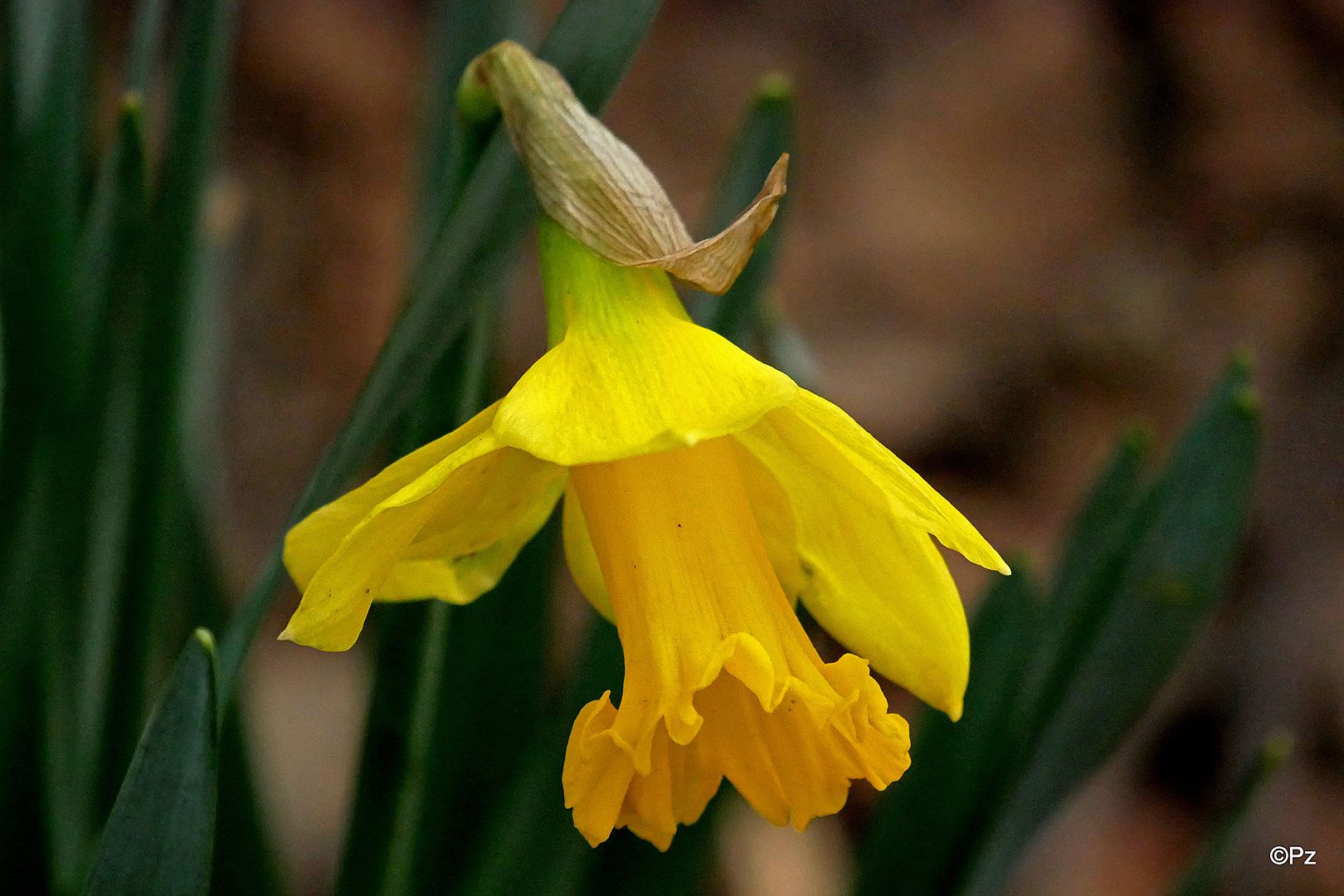 Mittwochsblümchen: Die erste Blüte einer gelben Narzisse ...