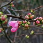 Mittwochsblümchen: die erste Blüte...