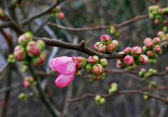 Mittwochsblümchen: die erste Blüte...