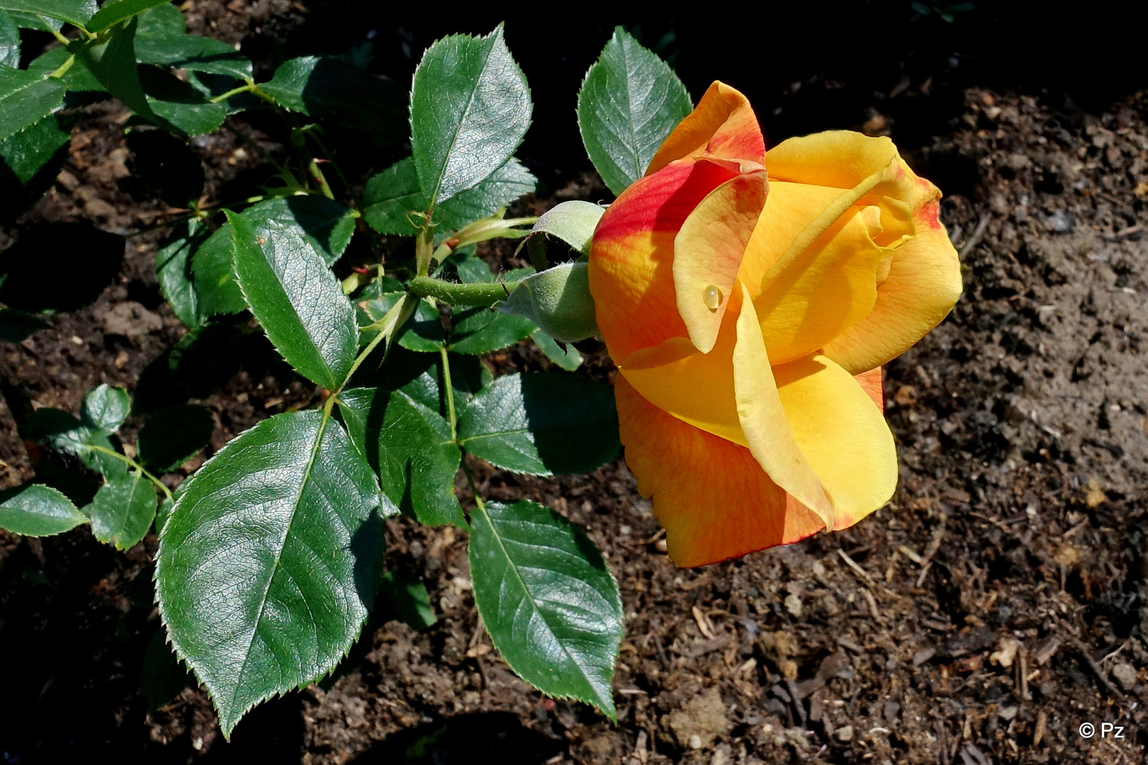 Mittwochsblümchen: Die erste Gartenrosenblüte ...