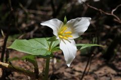 Mittwochsblümchen: Die Große Waldlilie (Trillium grandiflorum)...