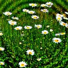 Mittwochsblümchen - Die Kinder flechten daraus einen Kranz