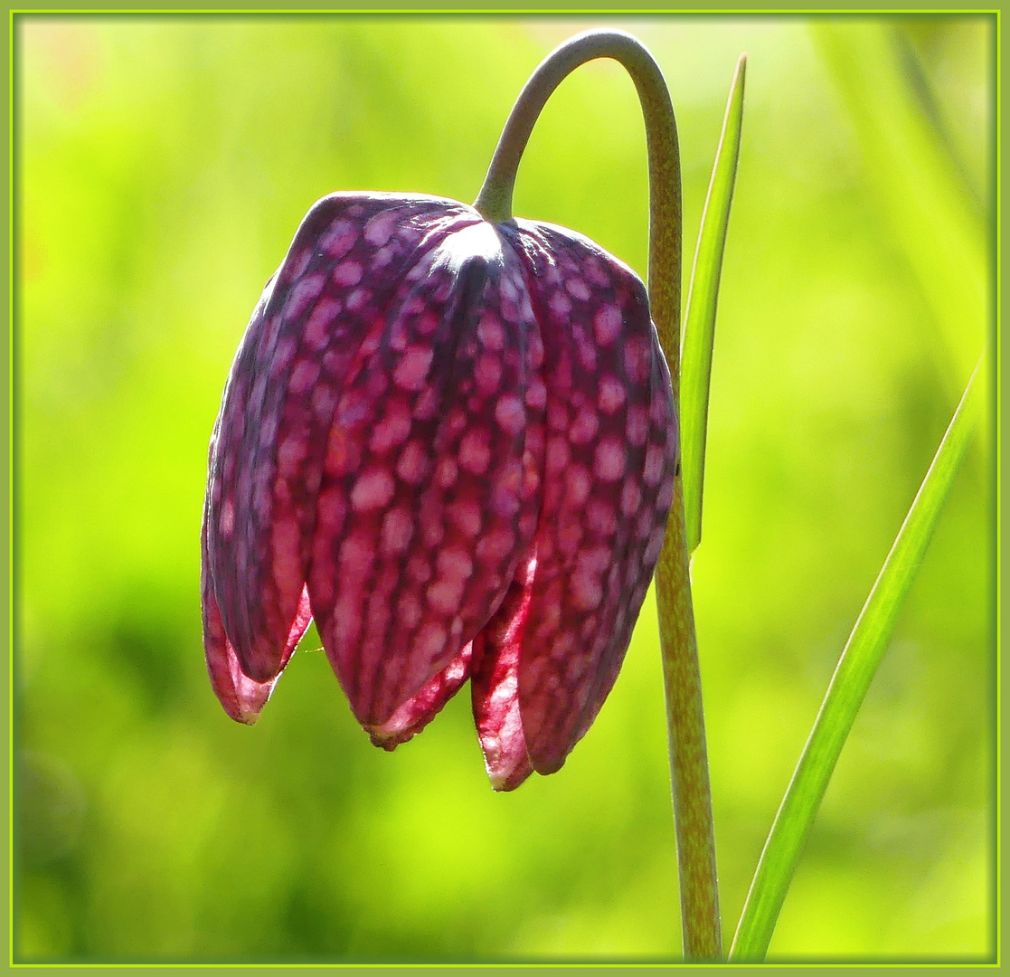 Mittwochsblümchen - die Schachbrettblume