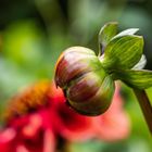 Mittwochsblümchen, diesmal aus England