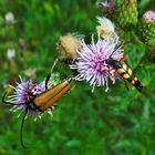 Mittwochsblümchen: Distel