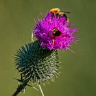 Mittwochsblümchen - Distel