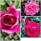 Mittwochsblümchen- Drei erblühte Rosen