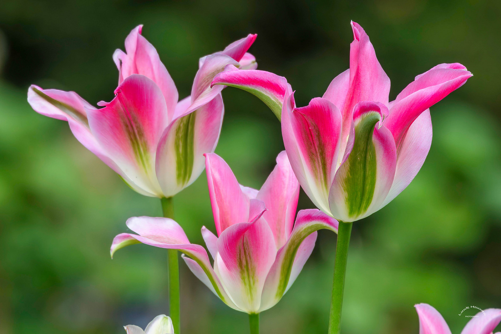 Mittwochsblümchen: Drei Tulpen / Three tulips