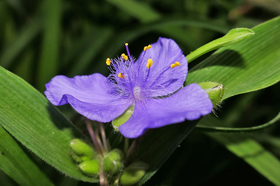 Mittwochsblümchen: Dreimasterblume