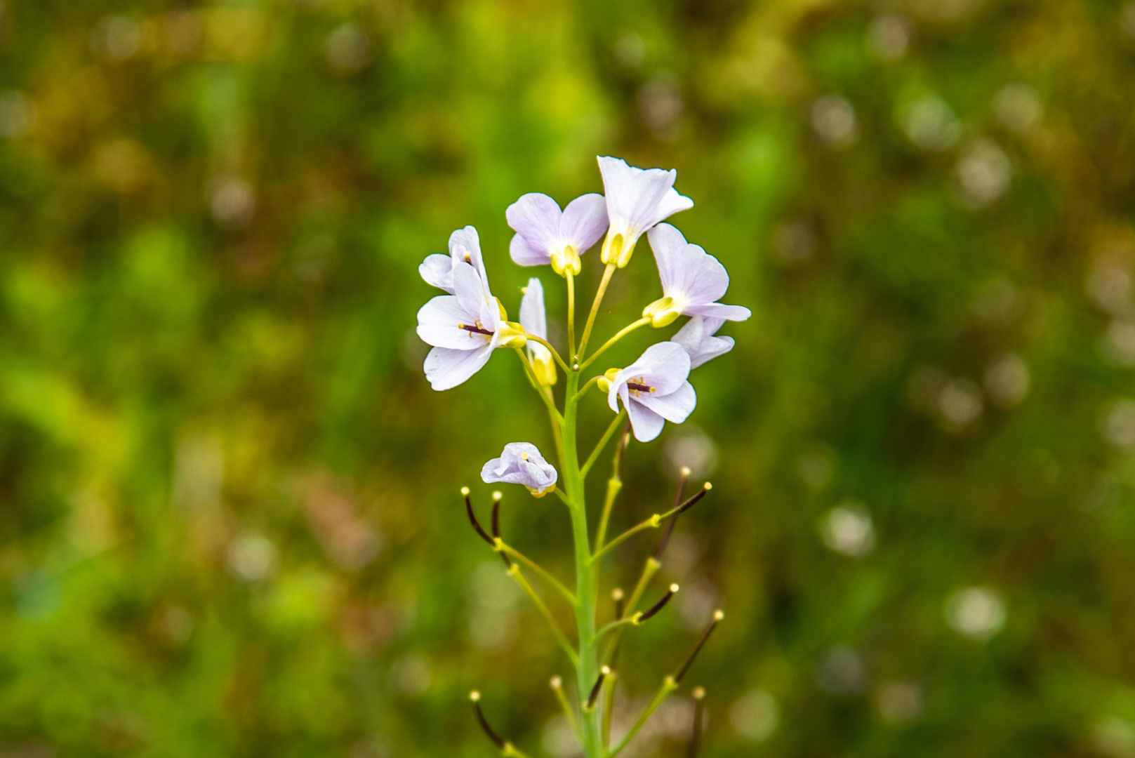 Mittwochsblümchen - DSC_0206