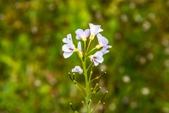 Mittwochsblümchen - DSC_0206