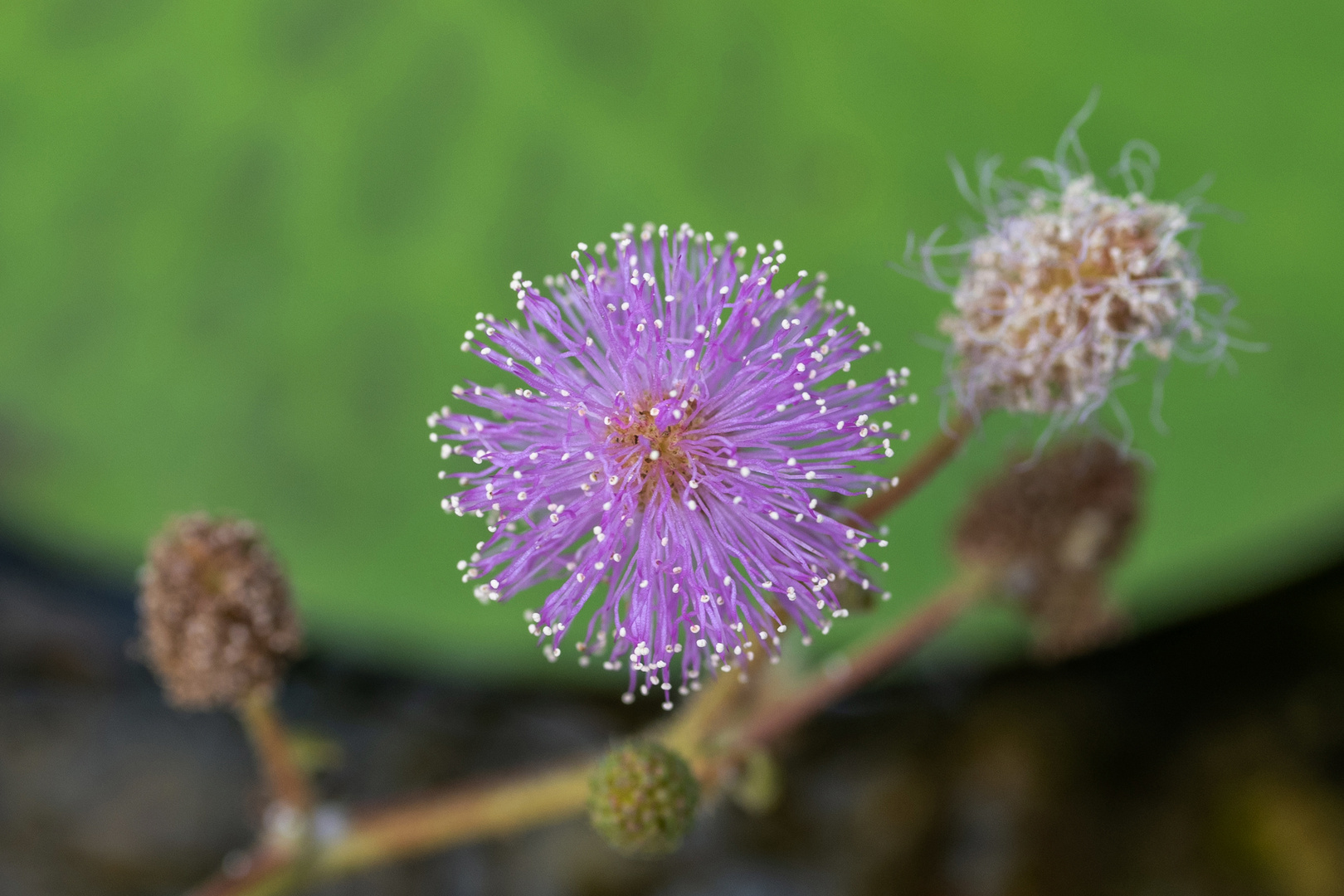 Mittwochsblümchen - DSC_0591