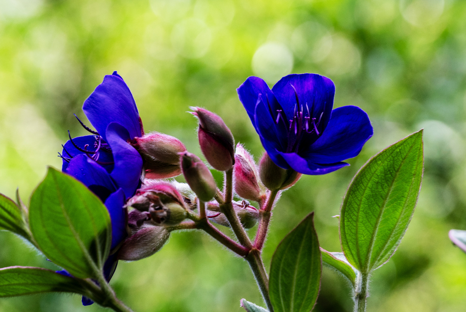 Mittwochsblümchen - DSC_0820