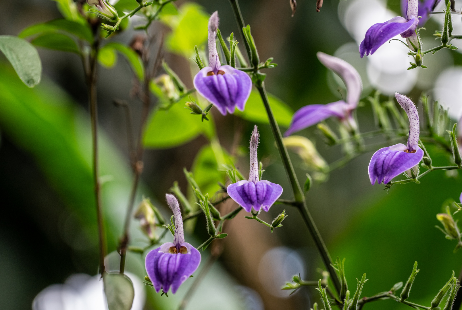 Mittwochsblümchen - DSC_0849