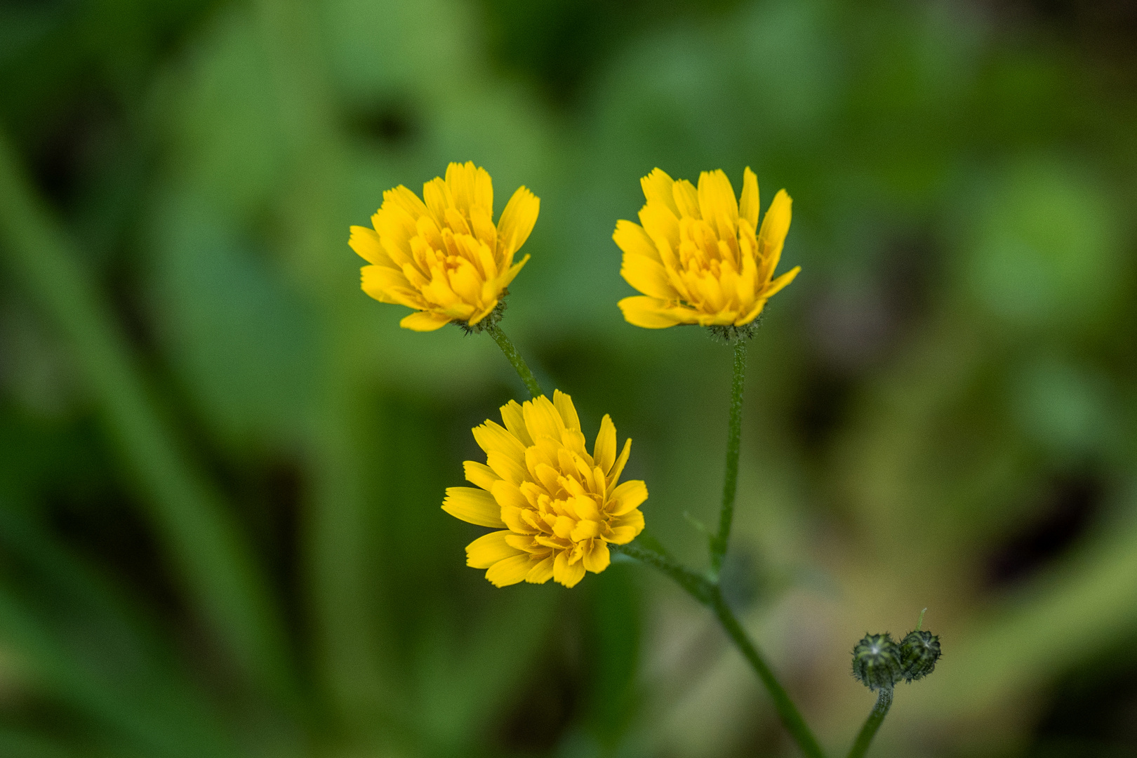 Mittwochsblümchen - DSC_0999