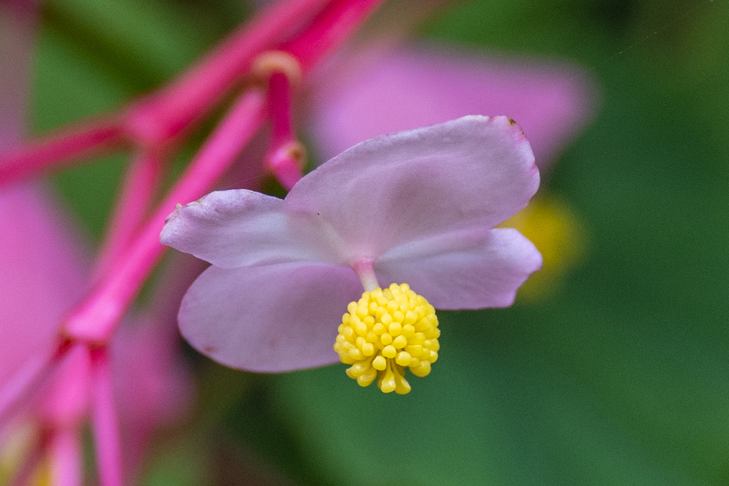 Mittwochsblümchen - DSC_1031