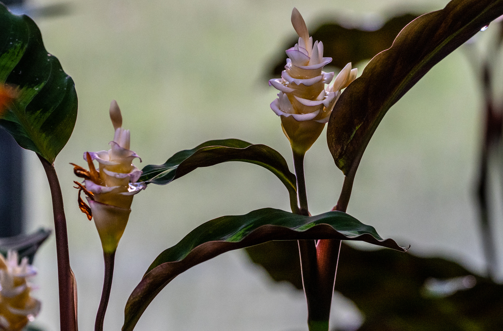 Mittwochsblümchen - DSC_1876