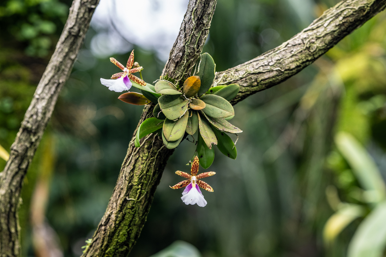 Mittwochsblümchen - DSC_2294