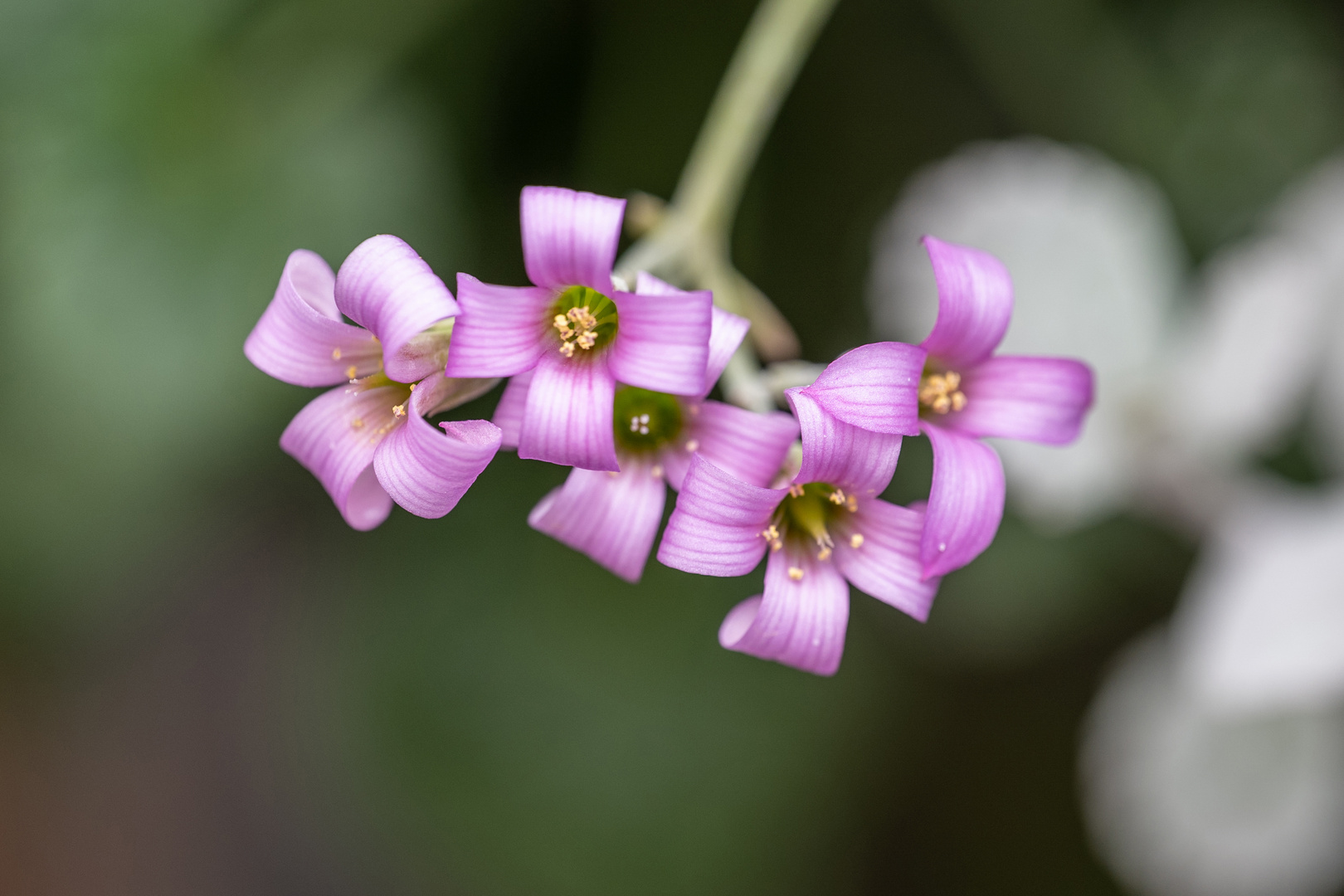 Mittwochsblümchen - DSC_2347-1