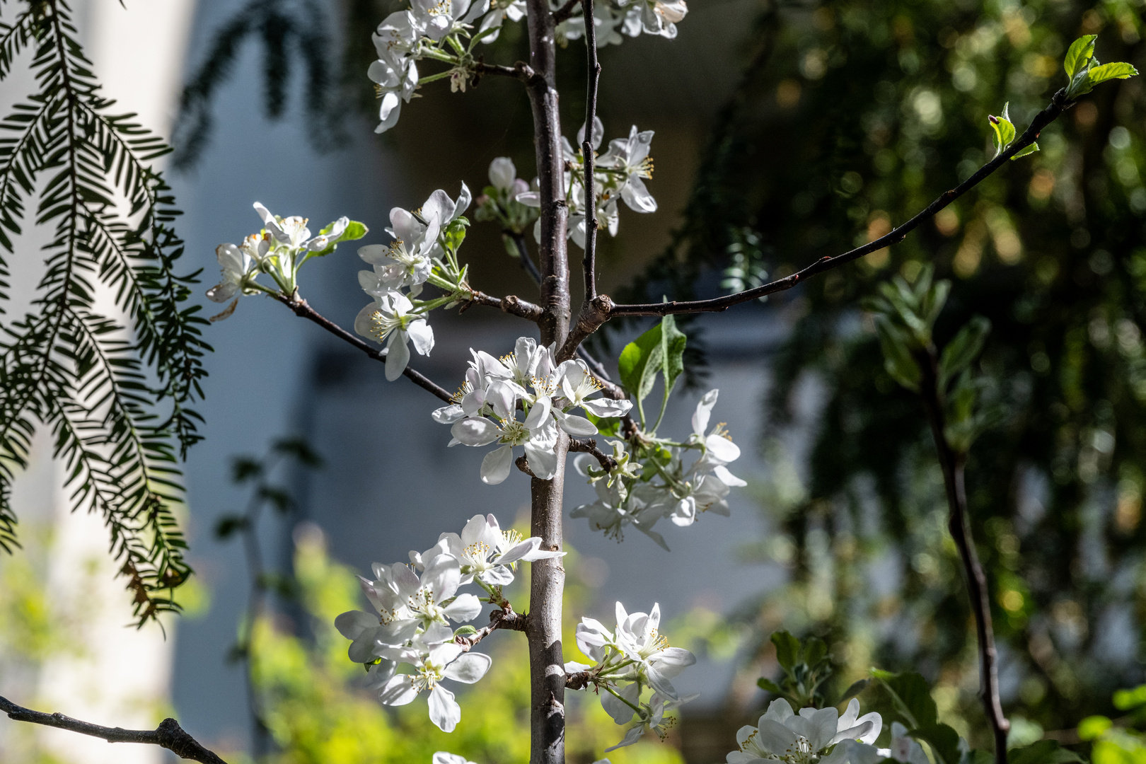 Mittwochsblümchen - DSC_2535