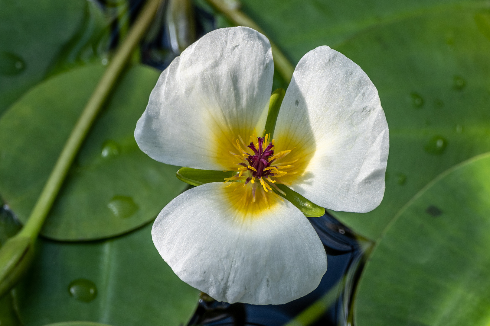 Mittwochsblümchen - DSC_2664