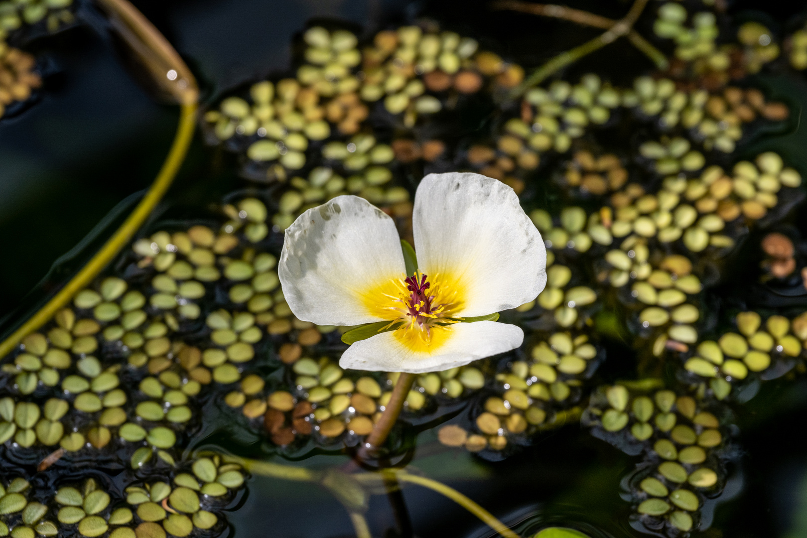 Mittwochsblümchen - DSC_2678