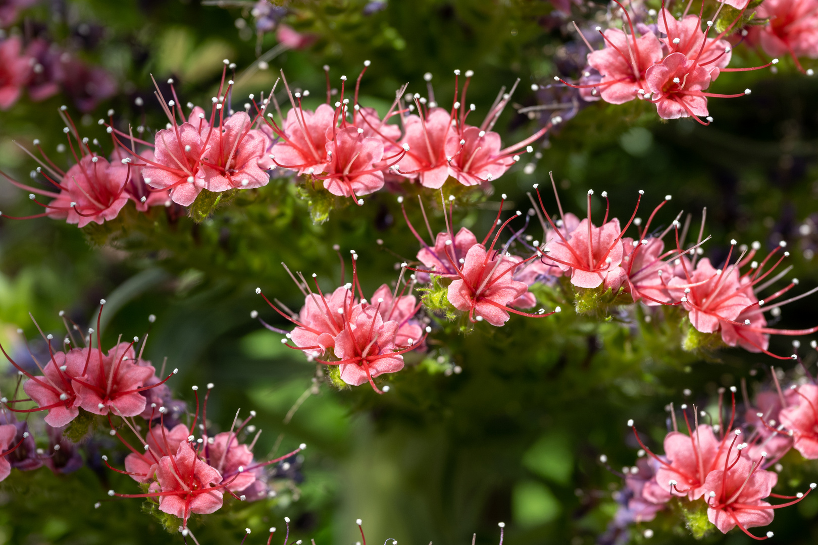 Mittwochsblümchen - DSC_2698a