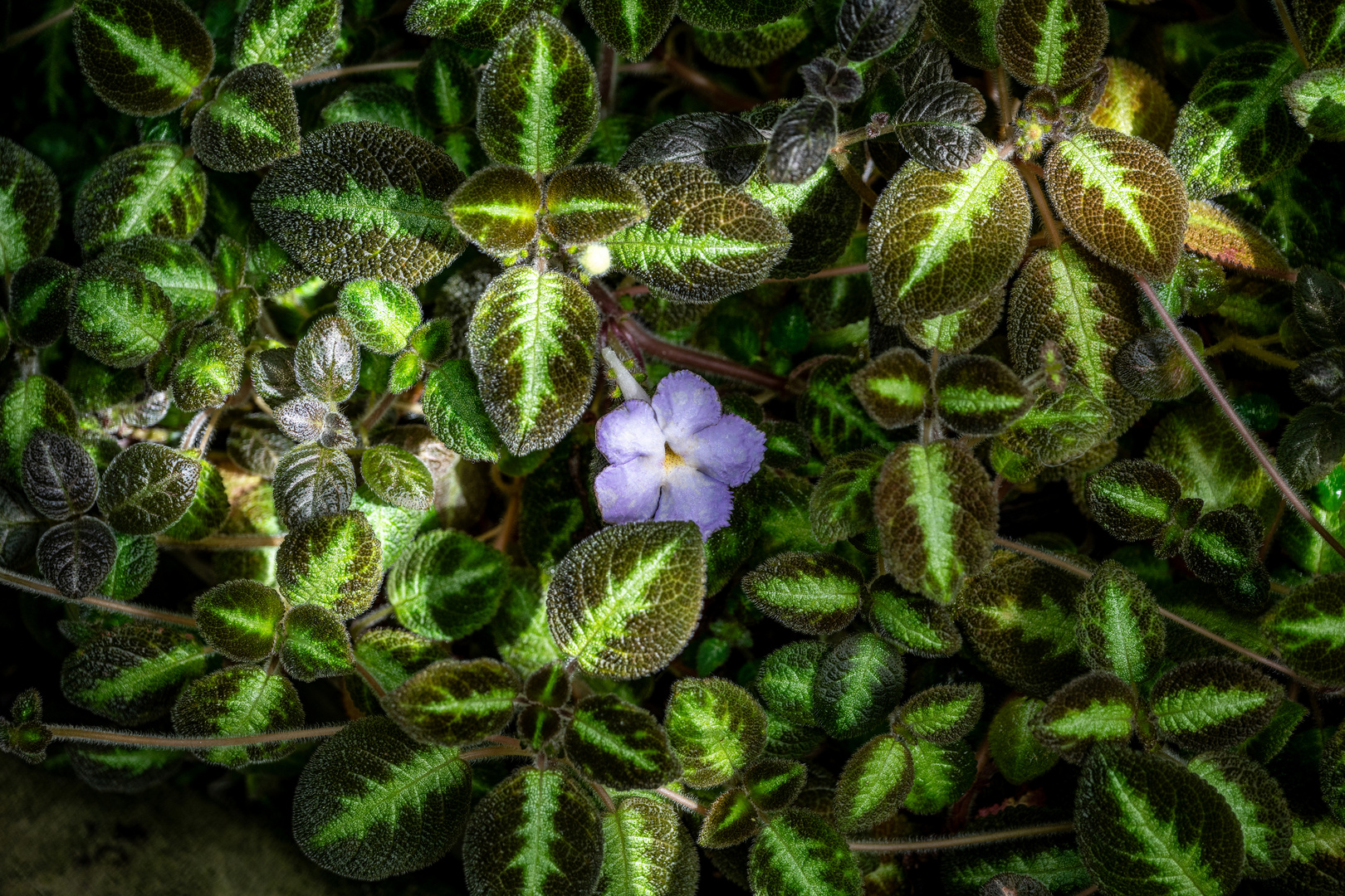 Mittwochsblümchen - DSC_2779