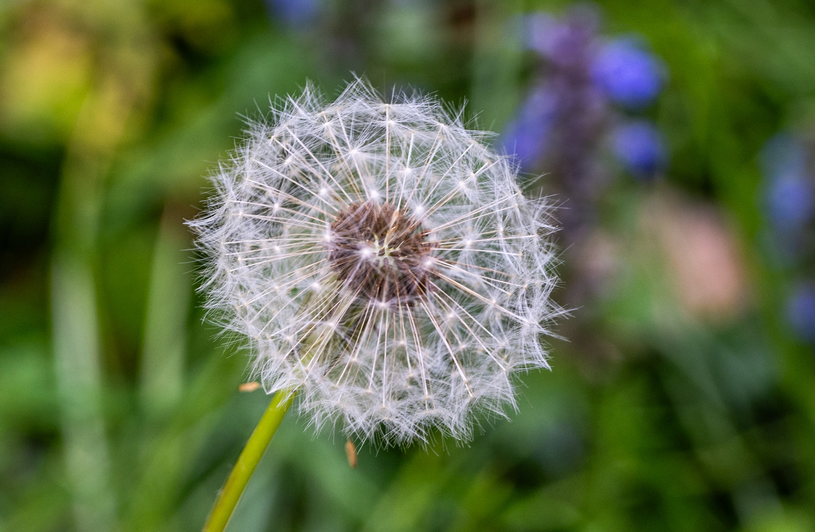 Mittwochsblümchen - DSC_2883