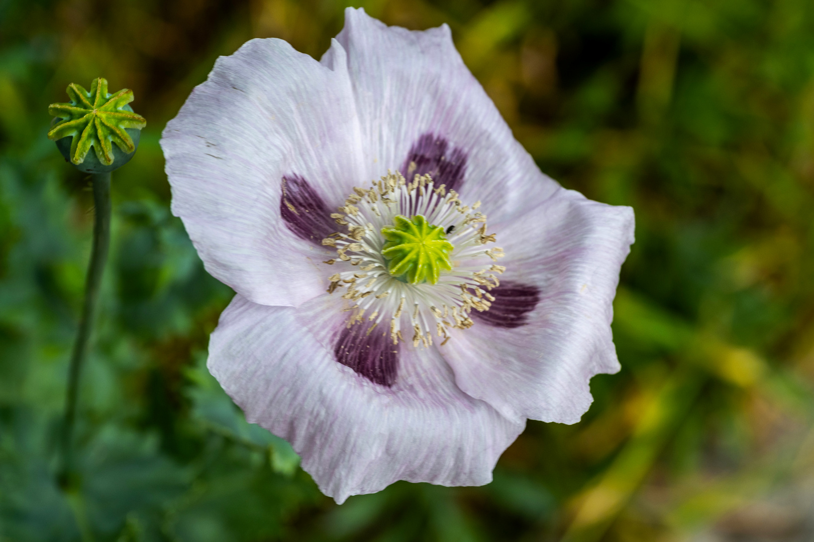 Mittwochsblümchen - DSC_2938