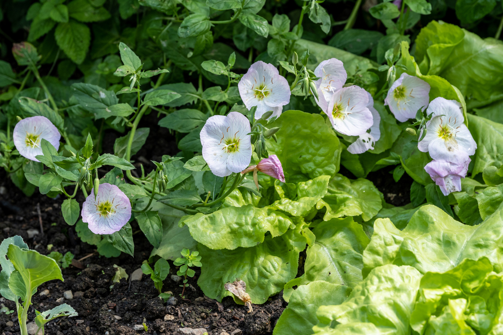 Mittwochsblümchen - DSC_3015-1