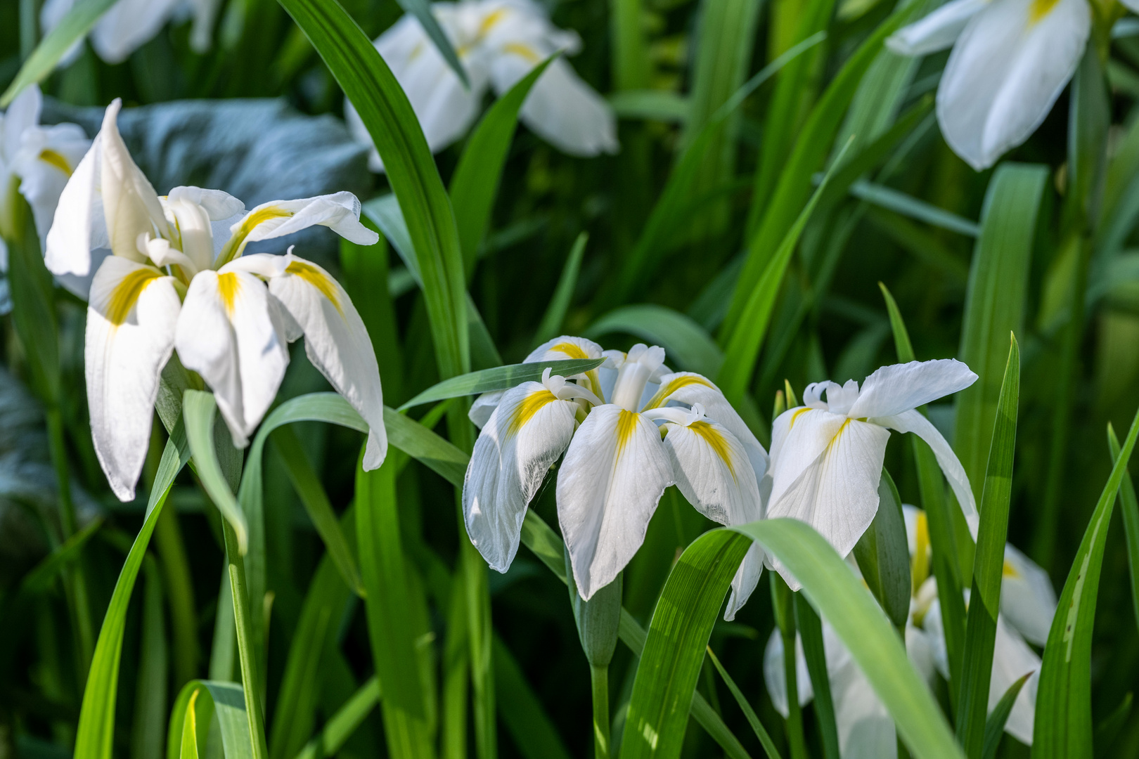 Mittwochsblümchen - DSC_3022-1