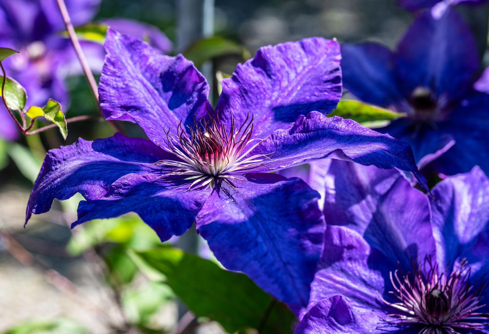 Mittwochsblümchen - DSC_3110