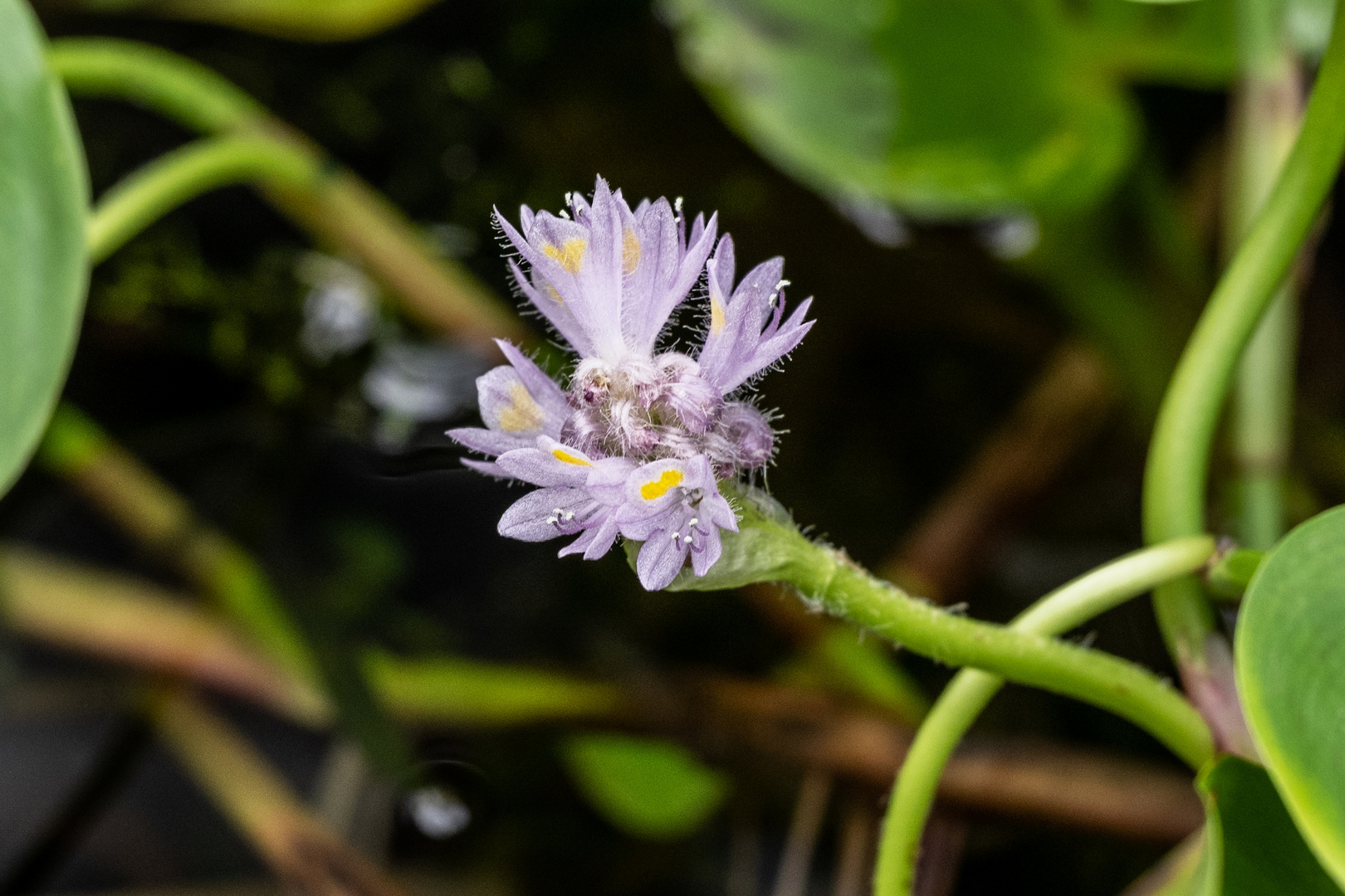 Mittwochsblümchen - DSC_3948