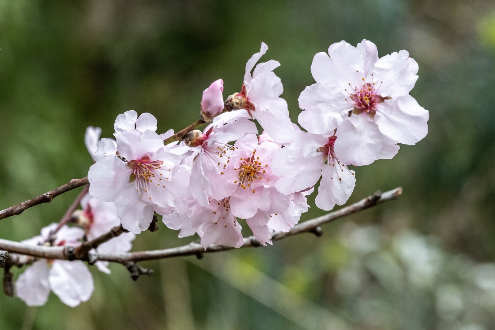 Mittwochsblümchen - DSC_3981