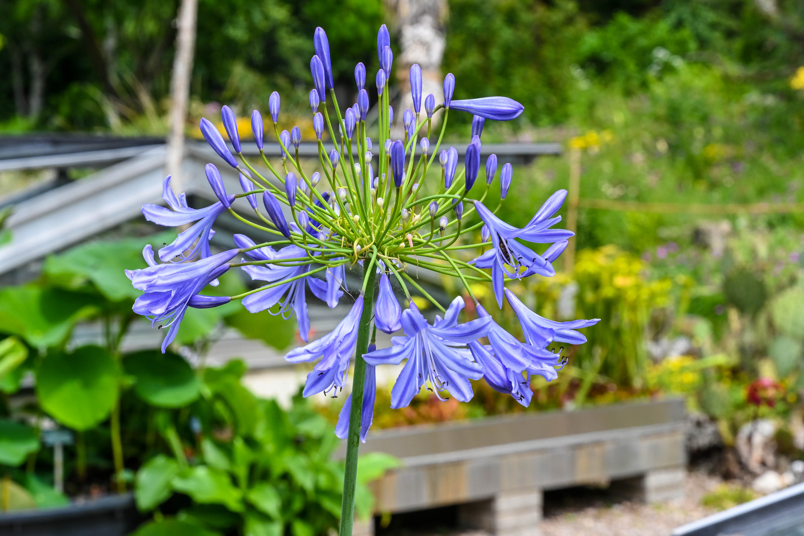 Mittwochsblümchen-DSC_5024