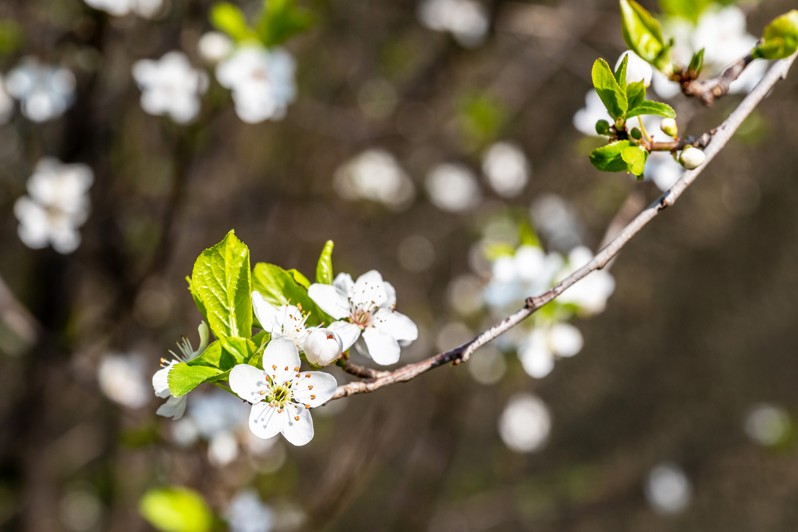 Mittwochsblümchen - DSC_8147-1