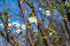 Mittwochsblümchen - DSC_8158-1