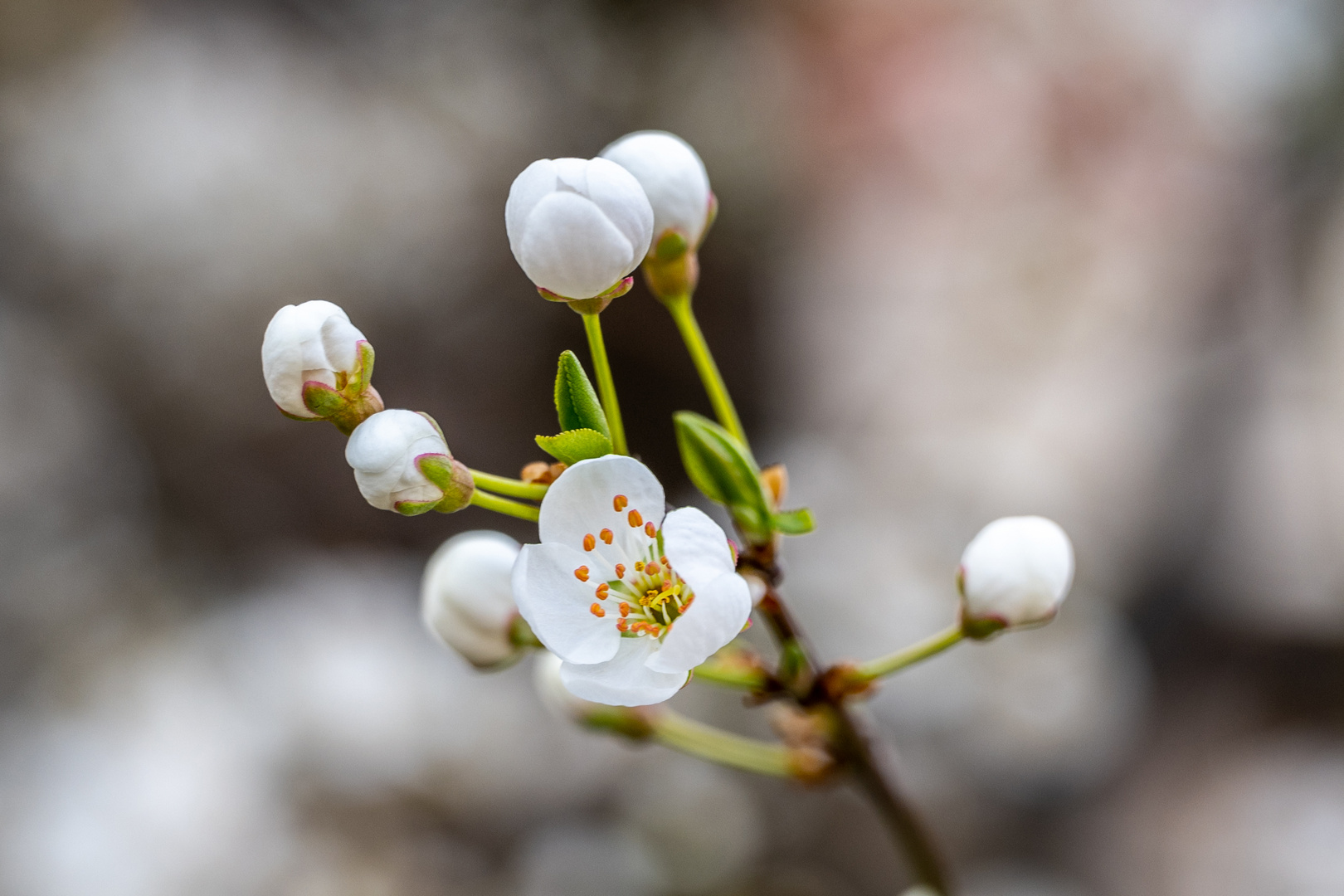 Mittwochsblümchen - DSC_8177-1