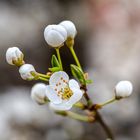 Mittwochsblümchen - DSC_8177-1