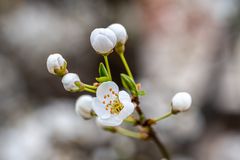 Mittwochsblümchen - DSC_8177-1