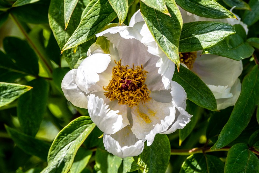 Mittwochsblümchen - DSC_8670