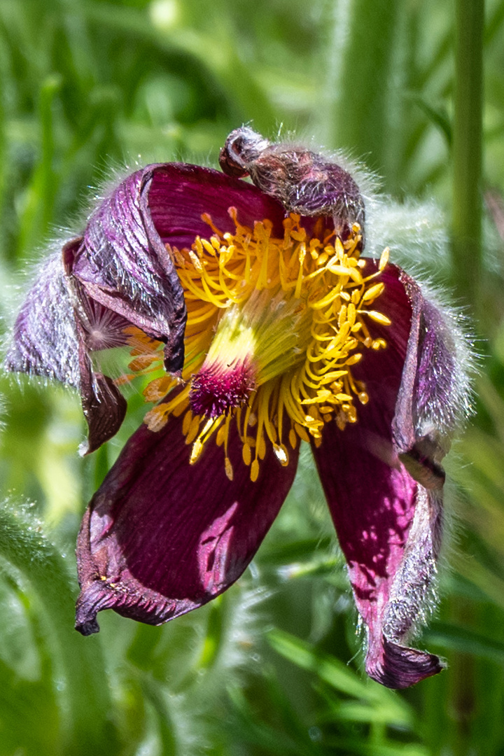 Mittwochsblümchen - DSC_8738