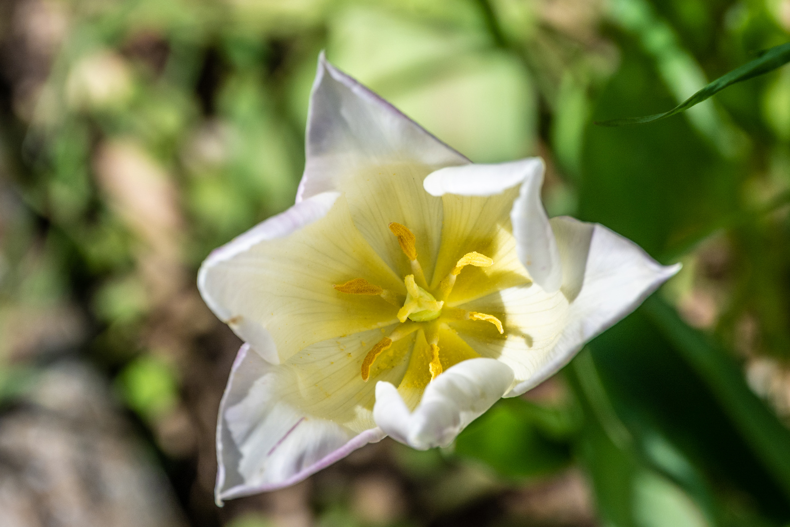 Mittwochsblümchen - DSC_8761