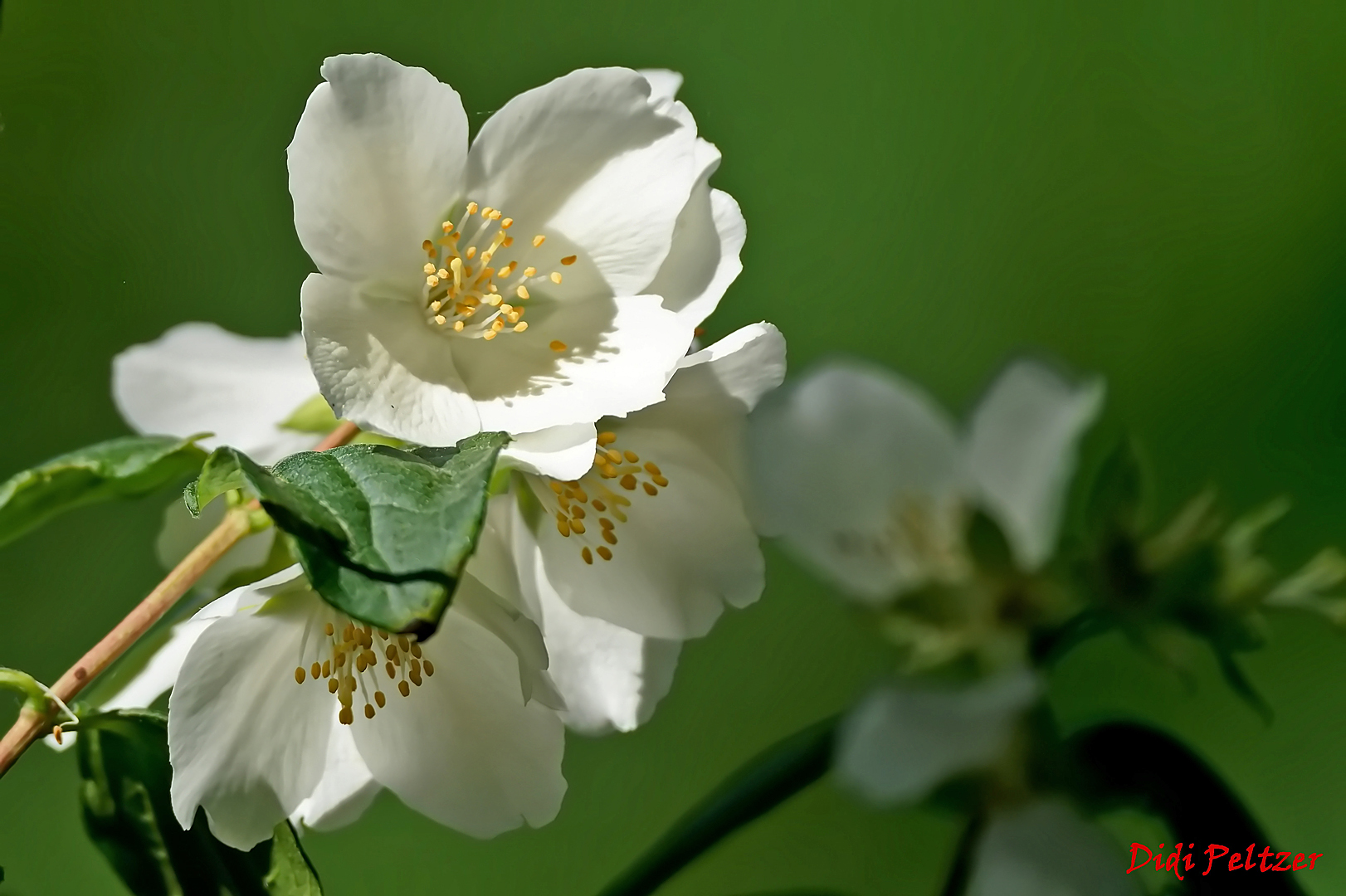 Mittwochsblümchen: Duft-Jasmin-Blütendolde ...