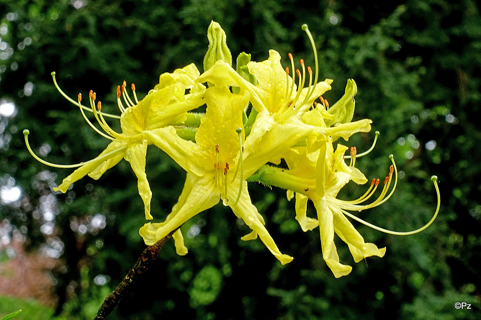 Mittwochsblümchen: (Duftende) Rhododendronblüten ...